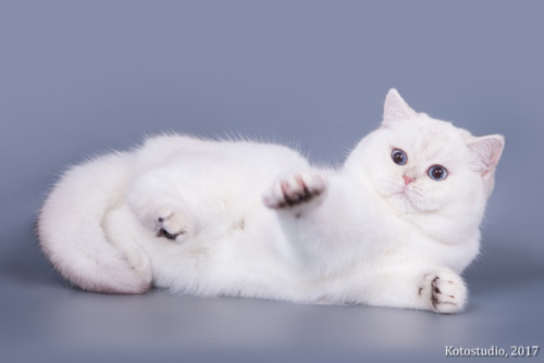 scottishstraight:@mostlycatsmostly Handsome pointed boy! I love his cheeks :3© Photo by Kotostudio