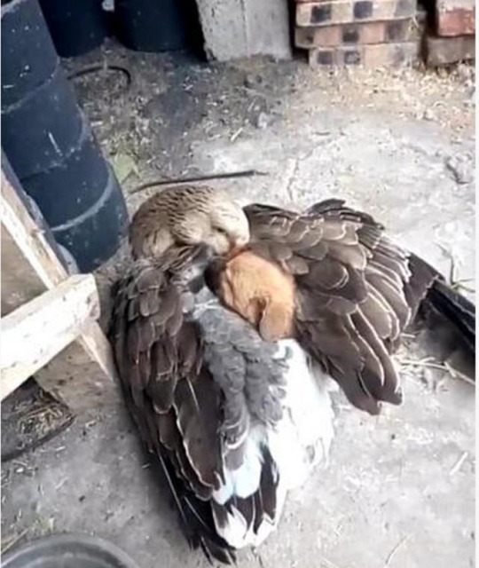 Heartwarming scene of a goose keeping a puppy warm with its wings after it is abandoned on the street – AnimaLovers