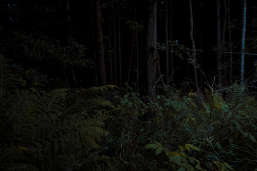emotions2point0:Deep in the forests there is a place called home.