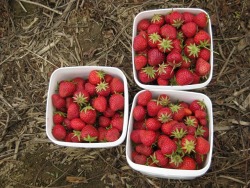 llovinghome: Strawberries