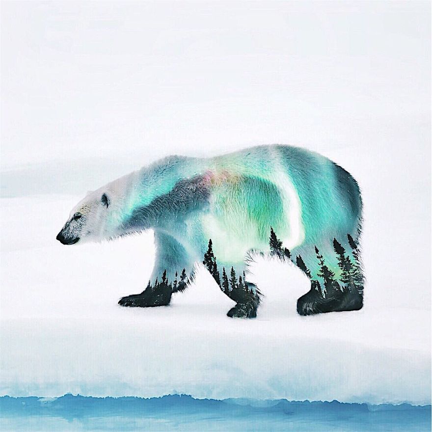 pr1nceshawn:  Surreal Illusions by Luisa Azevedo.