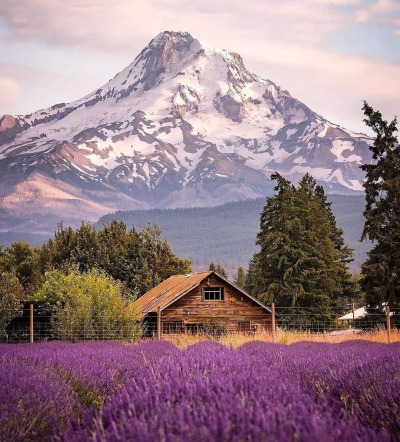 wisco-warrior:Mount Hood, Oregon