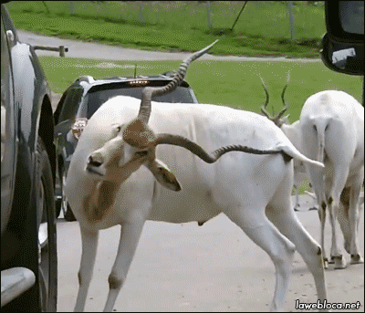 lawebloca:  Goat Scratching It’s Butt With It’s horn