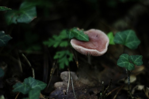 hallwaysofenchantedebony: Mushrooms growing everywhere….