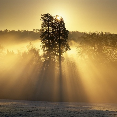 A striking sunrise over the woodland @scotneygarden_nt. #nationaltrust