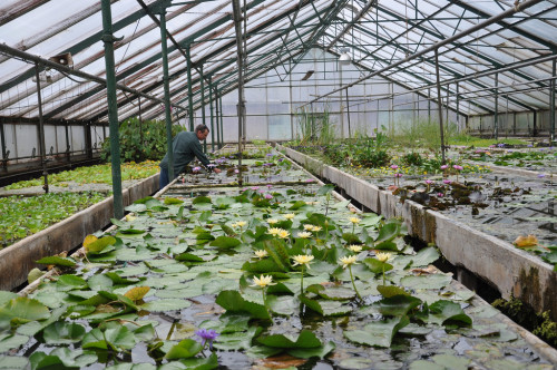 katabaticwind: Scenes from a nursery specializing in aquatic plants.  This is Waterford Gardens