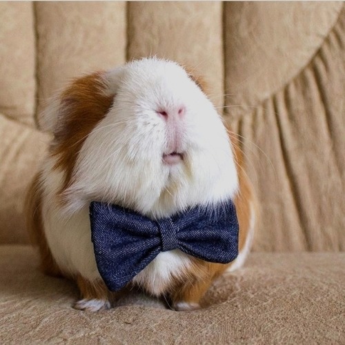 guineapiggies:by guinea_pig.friends how dapper