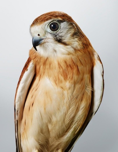 moarrrmagazine:  Prey - bird photography by Leila Jeffrey 