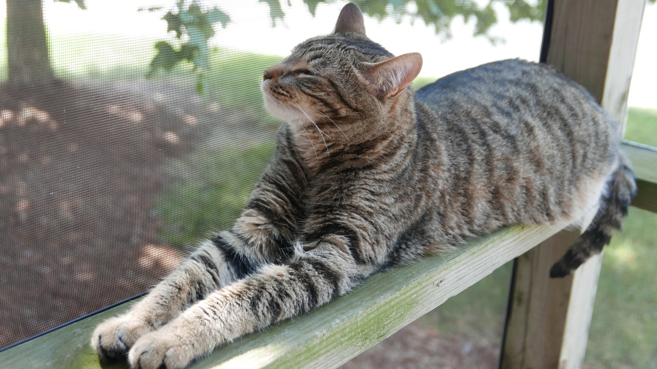 myheartleapt:  Mochi sunbathing and keeping an eye on the stalker photographer