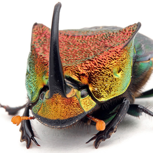 b33tl3b0y:glamour shots of my rainbow scarab son for his birthday. he is a beautiful young man!