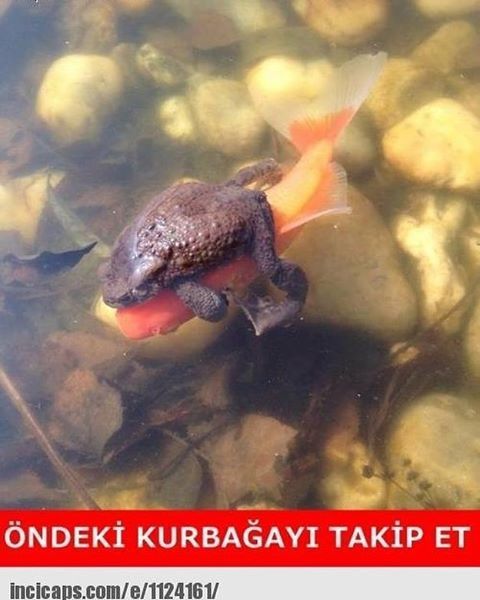 ÖNDEKİ KURBAĞAYI TAKİP...