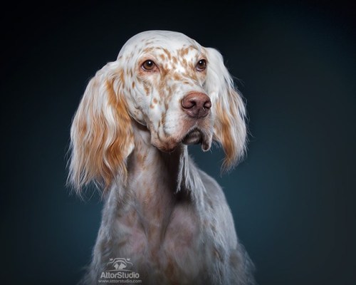 Fonte Attor Studio-Toronto toronto-ontario-dog-photographer-attor-studio-dog-photo-english-setter-24