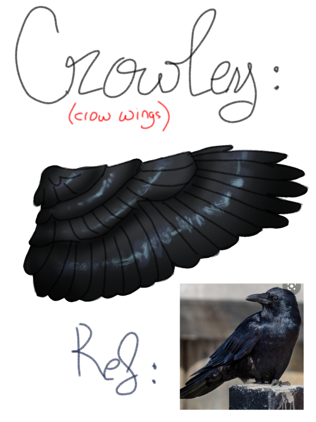 A black open crow wing seen from the back. It's sleek and shiny, well groomed, with blueish reflections. Red text on top reads "Crowley : crow wings". Reference picture of a crow in the bottom right.