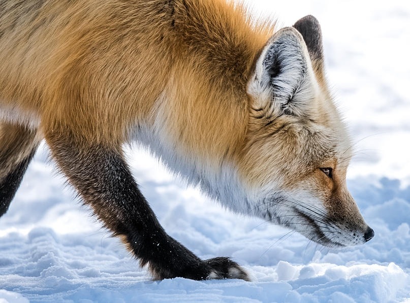 beautiful-wildlife:  Red Fox Hunt In Snow by Yeates Photography A Red Fox follows