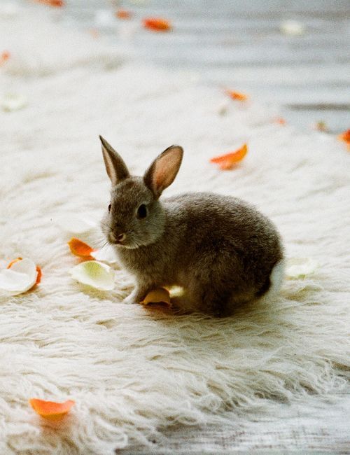 quotes-and-gifs:  baby animal posts daily