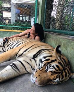 iamsophiaabella:  #TigerKingdom #KathuThailand #Phuket Sounded pretty lame but what a big 