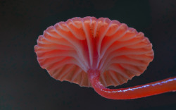     Mycena viscidocruenta by Steve Axford