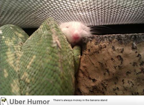 omg-pictures:  This snake and mouse cuddle under the heat lamp every night. He refuses to eat this particular mouse. They’ve lived together for a year.http://omg-pictures.tumblr.com 