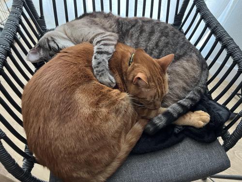 thecolossalennui: These guys have been next level cuddly lately. via /r/CuddlyKitties ift.tt