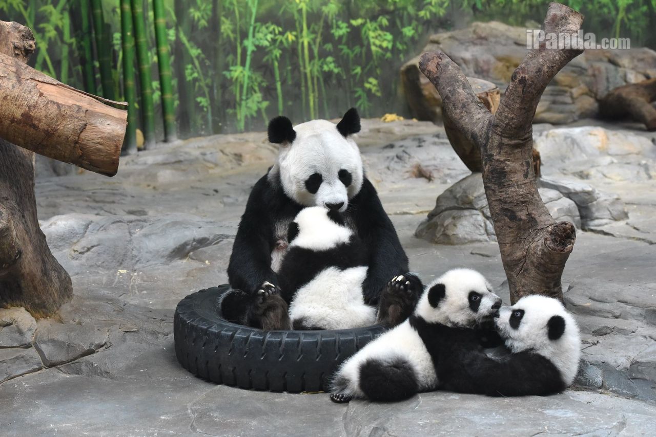 giantpandaphotos:  Ju Xiao with her triplets, named Ku Ku, Shuai Shuai and Meng Meng,