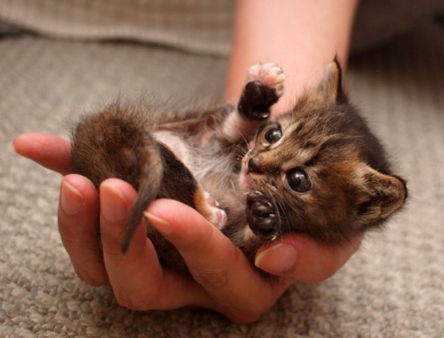 cute-overload:Little Baby Kittenhttp://cute-overload.tumblr.com source: http://imgur.com/r/aww/RWyPopd