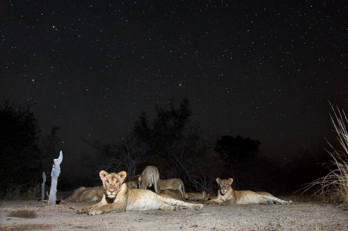 nubbsgalore:  under a starry serengeti night sky. photos by will burrard lucas, who employs both camera traps and a dslr camera mounted to a small remote controlled buggy to capture these photos.  