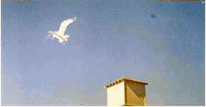 chaptertwo-thepacnw:  THE BIRDS • ALFRED HITCHCOCK • 1963