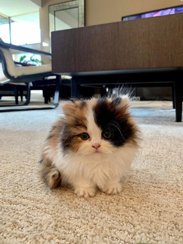 Fluffy Kitten Is Confused, but so so cute !