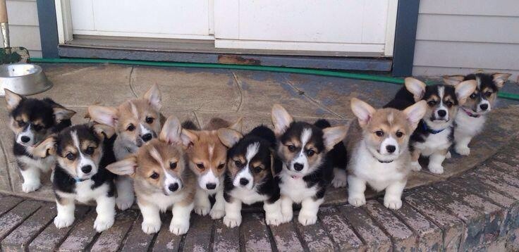 awwww-cute:  The graduating class of 2014 Corgi Preschool! 