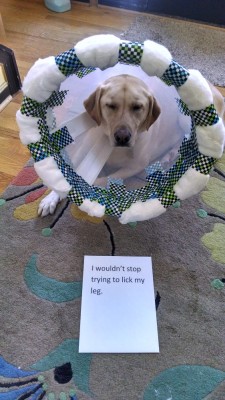 dogshaming:  Post-Op Pest  Simply because