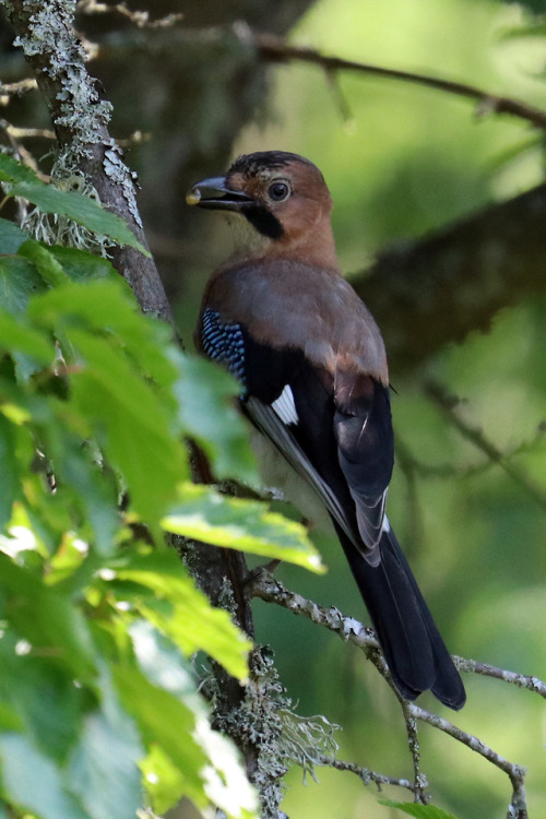 Eurasian Jay/nötskrika.