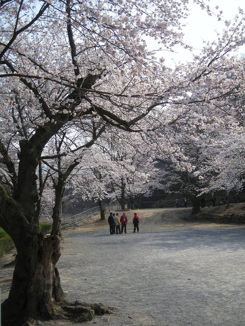lovesouthkorea:  cherry blossoms in Daejeon, South Korea (source)