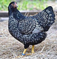 chickenpet:Double-laced Silver