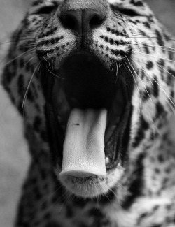 theanimaleffect:  Epic Yawn by Krystle Dawn