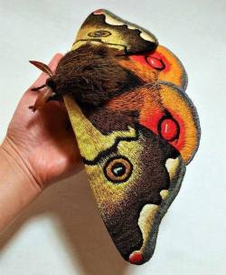 misterlemonzeasychair: sixpenceee: Japanese Giant Emperor Moth. Via Shaun Histed-Todd https://www.MisterLemonzEasyChair.tumblr.com/Archive 