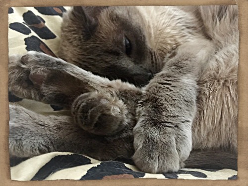 All Paws Together 