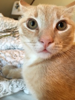 unflatteringcatselfies:  this is Mac, he’s