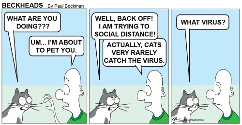 Catsbeaversandducks:  By Beckhead Comics