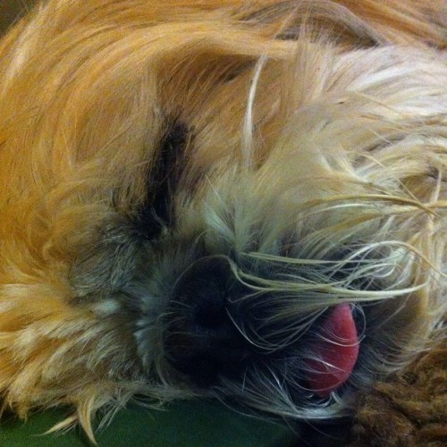 <p>#mr_sandybun  Go to bed hoomans. I’m toooo tired for a movie <br/>
#shihtzu #shihtzusofinstagram #tongueout</p>