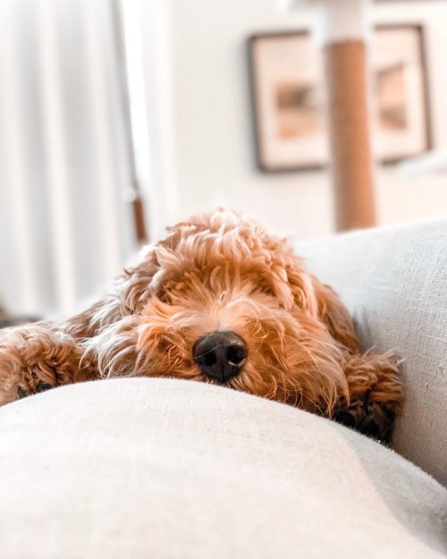 The guilty expression of someone who knows that they aren’t supposed to be on the couch #goldendood