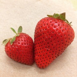 stonnaahh:  Look how tiny that strawberry