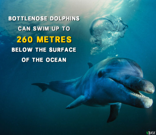 vbasement:  Get to know dolphins! 