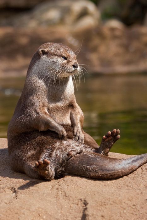 little-scribblers-heart:ainawgsd:Sunbathing Otters@ricca-raccoon