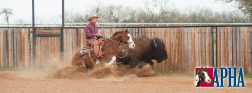 effyeahstockhorses:  Buffalo practice! ©APHA