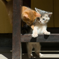 cybergata:  Abyssinian Kittens at Play by peter_hasselbom on Flickr. 