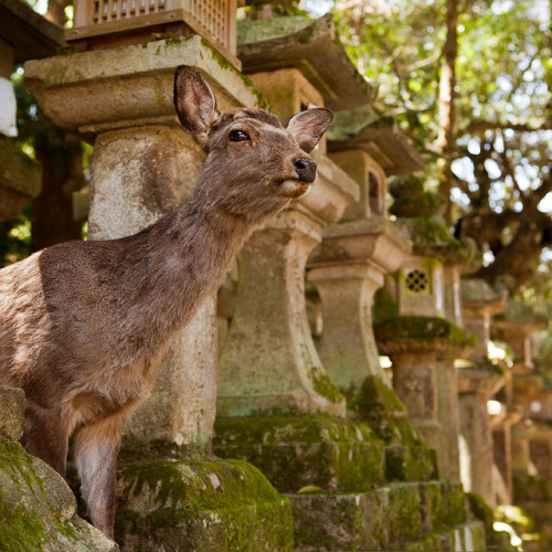 Kasuga Taisha Deer : Nara, Japan / Japón
