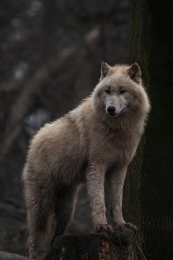 restinforest:  allone in the woods by Tom H. on 500px 