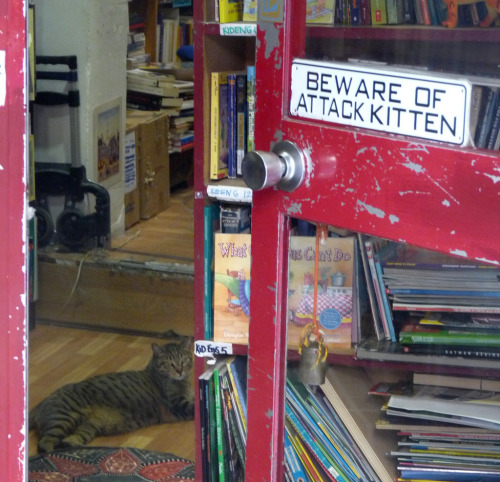 Attack kitten - Madrid Bookstore (by Kasim the red)