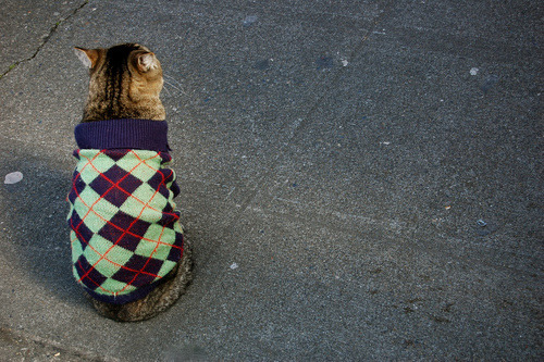 limiko:d-hizzle:meowingtontcat:This has been Cats Wearing Sweaters.  You’re welcome.…Mary Agnes, wha