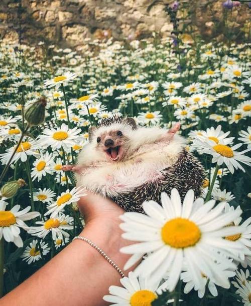 Animals and Nature